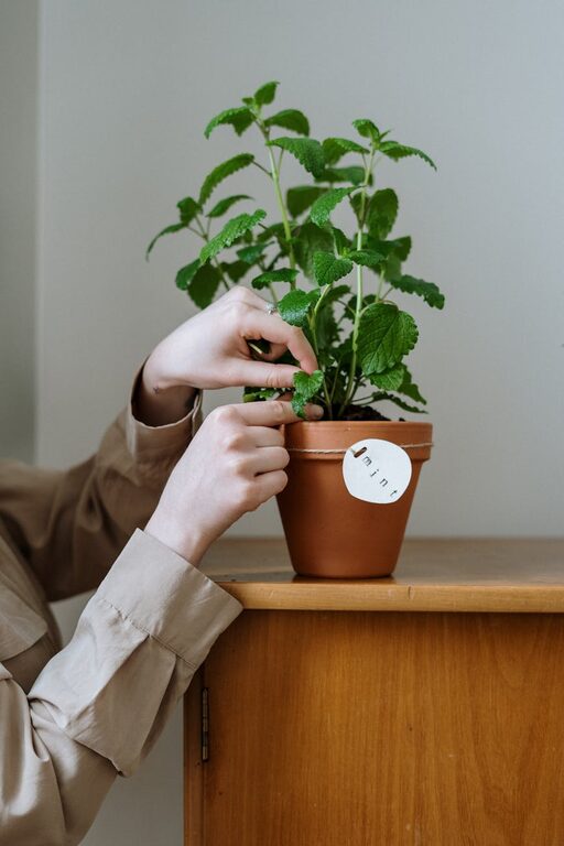 How to Start a Small Herb Garden Indoors: A Beginner’s Guide